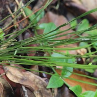 Actinostachys digitata  (L.) Wall.